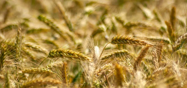 Пшеничные Поля Солнечных Органических Далеко — стоковое фото