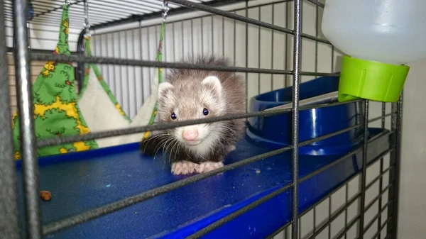 Closeup Gray Ferret Cage Bottle — Stock Photo, Image