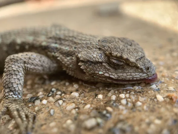 Tiro Close Lagarto Adormecido Uma Superfície Concreto — Fotografia de Stock