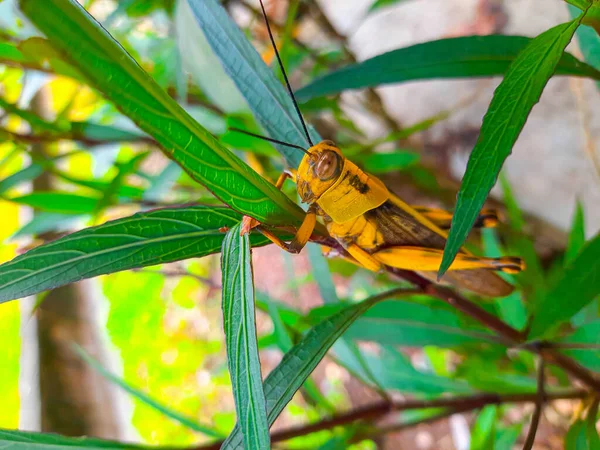 Yellow Brown Grasshopper Sitting Tree Branch Leaves Profile View Locust — Stock Fotó