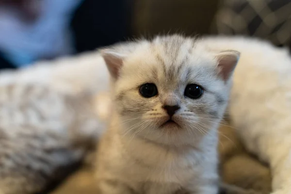 Котёнок Милыми Голубыми Глазами Котёнок Выглядит Немного Уставшим Фон Размыт — стоковое фото