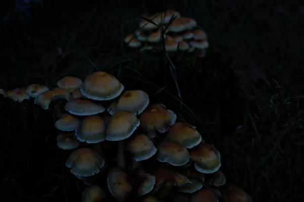 Deux Grappes Champignons Qui Poussaient Dans Forêt — Photo