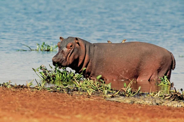 Бегемот Hippopotamus Amphibius Низкой Воде Национальный Парк Матусадона Зимбабв — стоковое фото