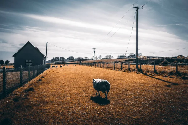 Beau Cliché Mouton Dans Une Prairie Agricole — Photo