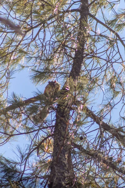 Ein Vertikaler Tiefflug Eines Eichhörnchens Einem Baum — Stockfoto