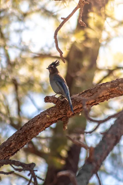 Disparo Vertical Del Pájaro Estibador Posado Una Rama — Foto de Stock