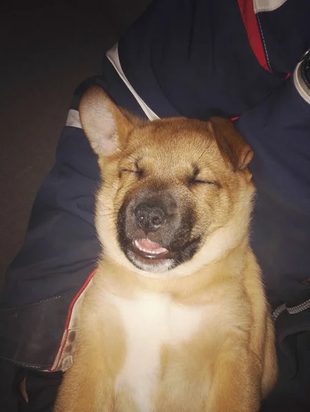 Una Toma Vertical Cachorro Akita Marrón Tumbado Ojos Cerrados —  Fotos de Stock