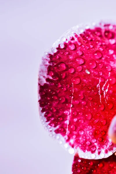 분홍색 수직으로 떨어지는 물방울 — 스톡 사진