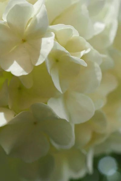 Primer Plano Hortensias Amarillas Pánico —  Fotos de Stock