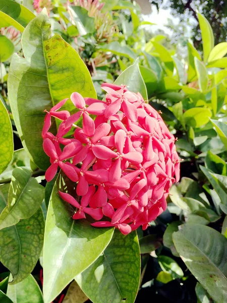 Vertikal Bild Blommande Ixora Blommor Grönskan — Stockfoto