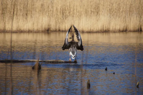 Een Wilde Watergans Met Vleugels Lucht Het Meer Hoge Gras — Stockfoto