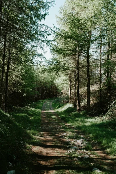 Vertikal Bild Stig Genom Vacker Grön Skog — Stockfoto