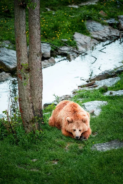 Pairi Daiza Belgia Maja 2021 Zdjęcie Niedźwiedzia Brunatnego Sfotografowanego Belgijskim — Zdjęcie stockowe