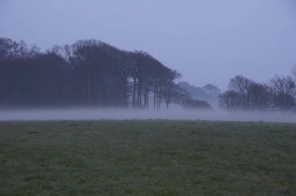 緑の野と夜明けの木々が霧に覆われ — ストック写真
