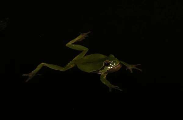 Sapo Verde Flutuando Água Escuridão — Fotografia de Stock