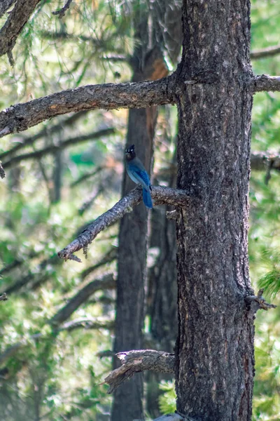 Gros Plan Vertical Oiseau Geai Perché Sur Une Branche — Photo