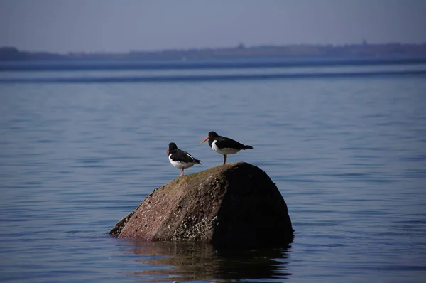 青い海の岩の上に立つ2人の牡蠣は — ストック写真