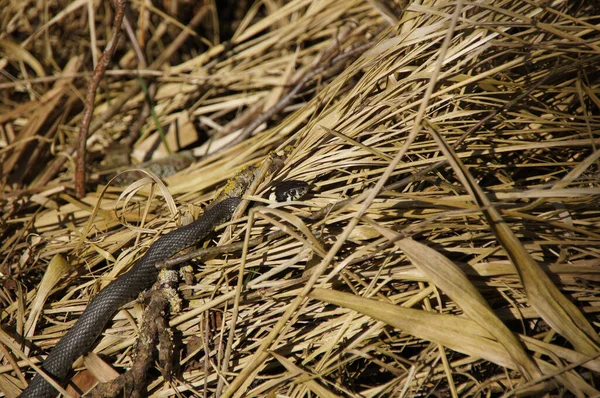 Una Serpiente Víbora Negra Arrastrándose Sobre Hierba Amarilla — Foto de Stock