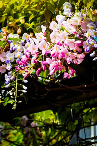 Pembe Wisteria Çiçeklerinin Yakın Plan Çekimi — Stok fotoğraf