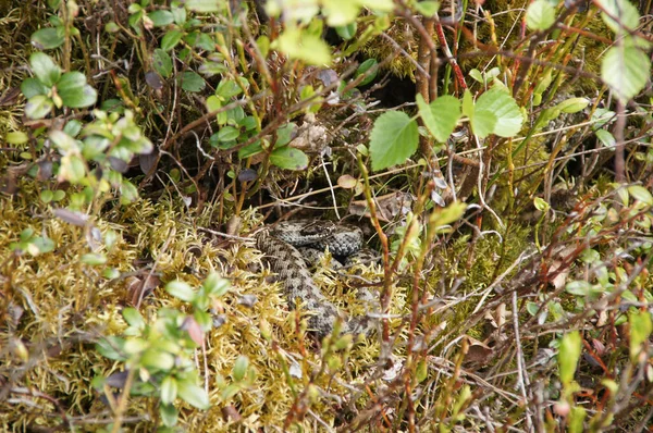 Gray Snake Crawling Grass Plants Stock Image