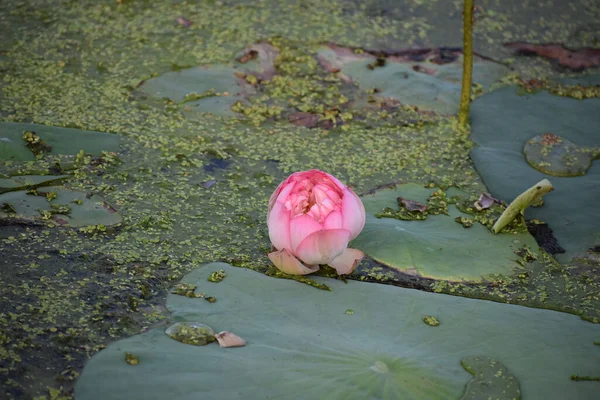 Closeup Shot Blooming Lotus Flower — Stock Photo, Image