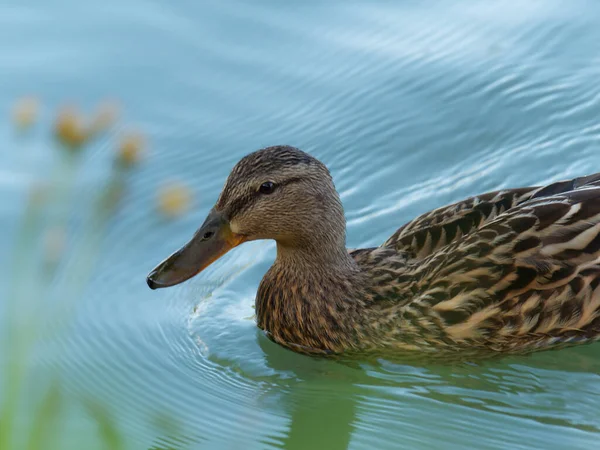 Closeup Swimming Duck Water — Stock Photo, Image