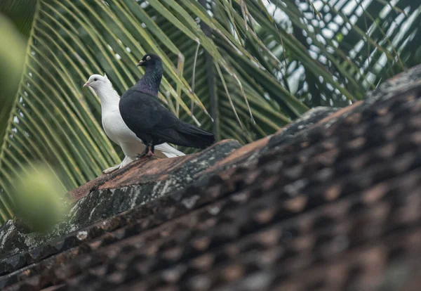 Ein Niedriger Blickwinkel Auf Zwei Weiße Und Schwarze Tauben Die — Stockfoto