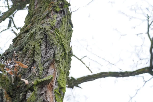 Eine Flache Aufnahme Eines Mit Moos Bedeckten Baumstammes — Stockfoto