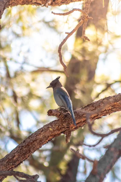 在树枝上栖息着一只飞鸟的垂直镜头 — 图库照片
