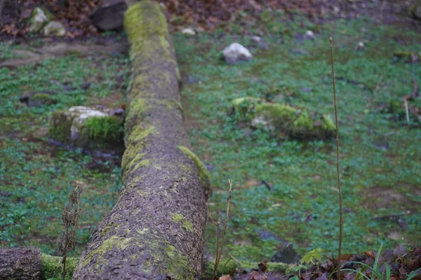 Ten Mechový Kmen Padlého Stromu Lese — Stock fotografie