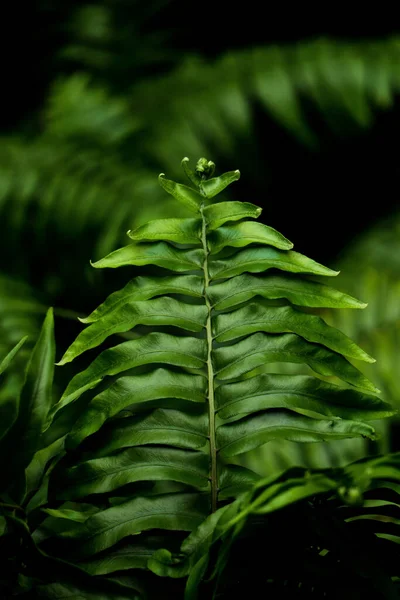 Tiro Vertical Arbusto Samambaia Verde Brilhante Isolado Fundo Escuro Embaçado — Fotografia de Stock