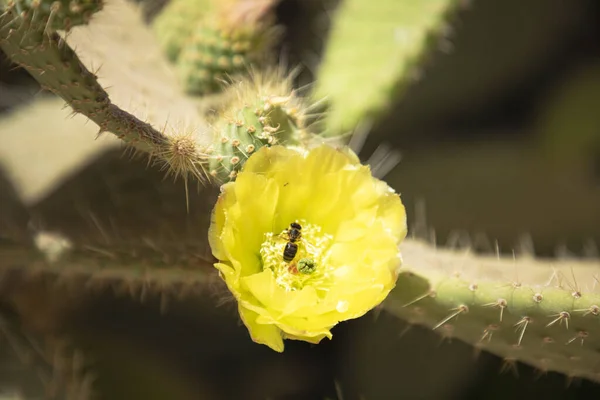 Closeup Top View Honey Bee Sitting Yellow Cactus Flower — Stock Photo, Image