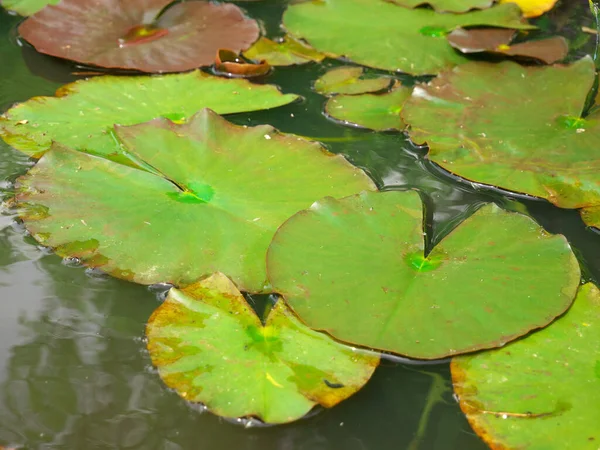 Photo Water Lilies Floating Lake — Stock Photo, Image