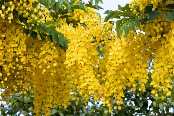 Una Hermosa Vista Flores Acacia Amarillas Florecidas —  Fotos de Stock