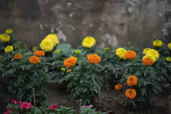 Zbliżenie Ujęcie Doniczkowych Marigold Kwiaty — Zdjęcie stockowe