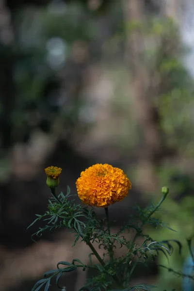 Tiro Vertical Uma Flor Calêndula Laranja Florescente — Fotografia de Stock