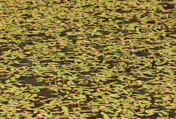湖の水面に浮かぶ百日咳の葉の美しい景色 — ストック写真