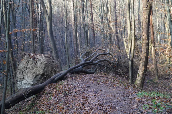 Kufer Upadłego Drzewa Lesie — Zdjęcie stockowe