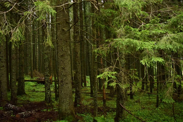 Uma Bela Vista Troncos Árvores Uma Floresta Densa — Fotografia de Stock