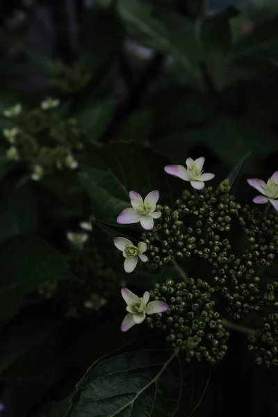 Primer Plano Arbusto Hortensia Con Brotes Flores —  Fotos de Stock