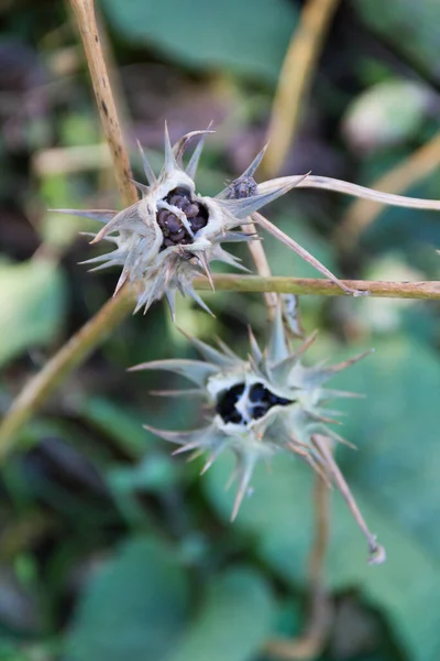 Frutti Datura Ferox Che Crescono Selvatici Noti Come Toloache Chamico — Foto Stock