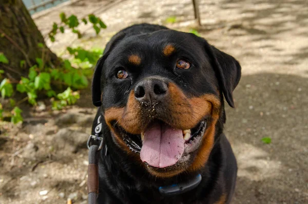 Retrato Rottweiler Preto Feliz Com Língua Para Fora — Fotografia de Stock