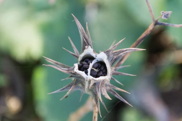 Fruits Datura Ferox Grow Wild Known Toloache Chamico — Stock Photo, Image