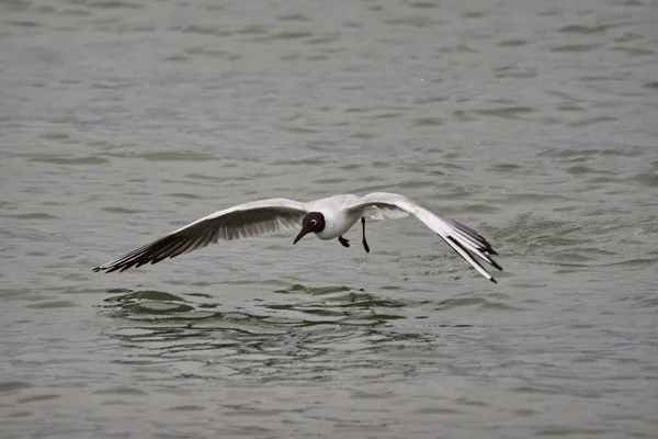 Hermoso Disparo Una Gaviota Volando Sobre Agua —  Fotos de Stock