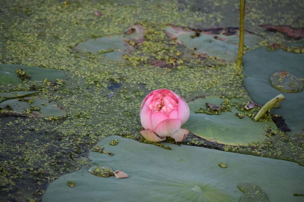 Primer Plano Una Flor Loto Floreciente — Foto de Stock