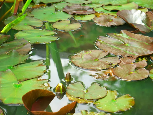 Foto Ninfee Galleggianti Nel Lago — Foto Stock