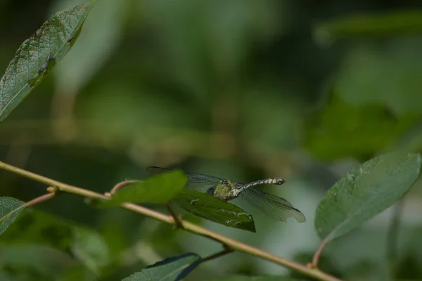 Селективный Снимок Стрекозы Лежащей Ветке Листьями — стоковое фото