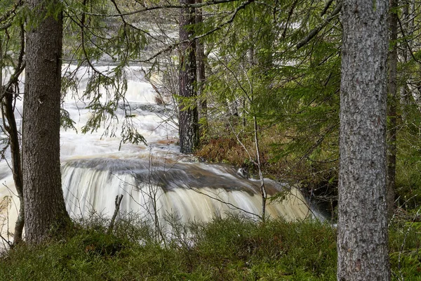 Ein Malerischer Blick Auf Einen Fluss Einem Wald Umgeben Von — Stockfoto