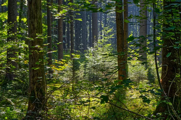 Hög Trädstam Och Växter Med Solstrålar Skogen — Stockfoto