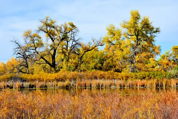 Landscape Lake Surrounded Bushes Trees Sunlight Autumn — Stock Photo, Image